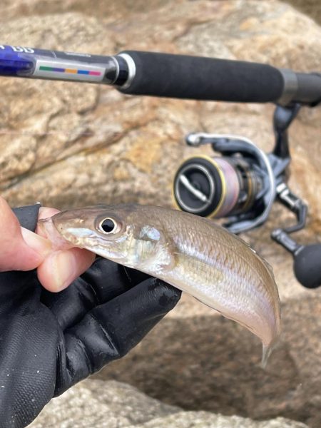 今週も落ちギス狙って早朝ちょい投げ！